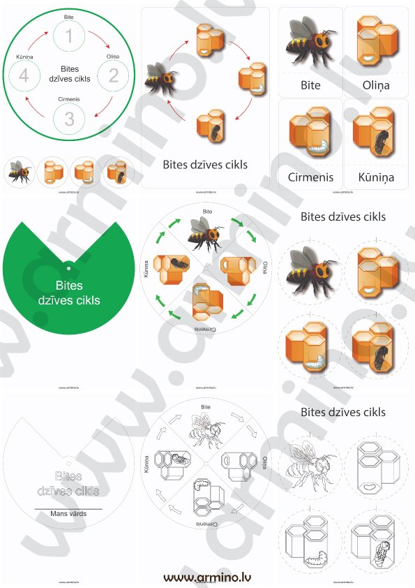 Aktivitāšu krājums Bites dzīves cikls
