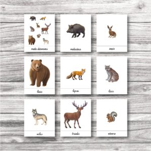Meža dzīvnieku kartītes