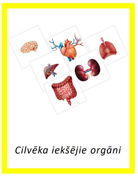 Komplekts – Cilvēka iekšējie orgāni