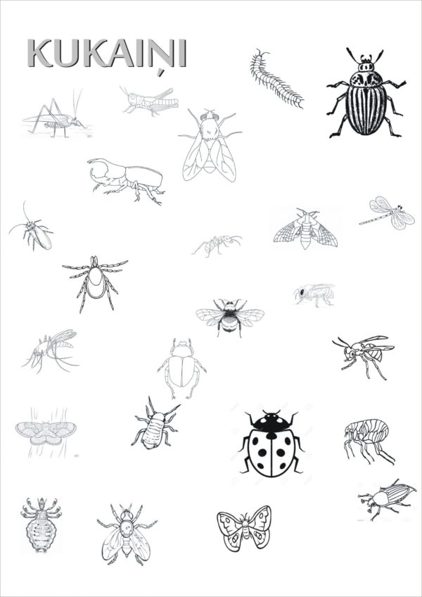 Kukaiņi – darba lapas