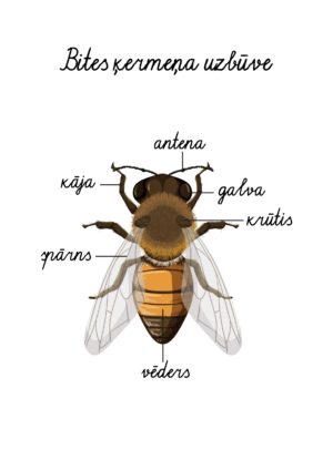 Bites ķermeņa uzbūve