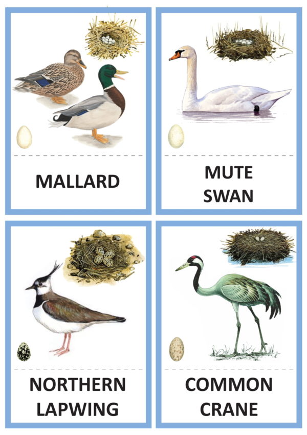 CARDS «BIRDS» (KARTĪTES «PUTNI» angļu valodā)
