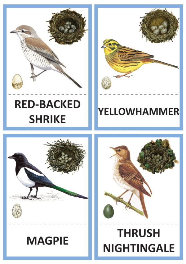 CARDS «BIRDS» (KARTĪTES «PUTNI» angļu valodā)