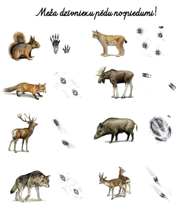 Meža dzīvnieku puzle + plakāts