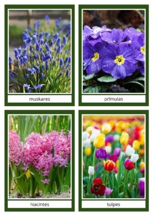 Pavasara ziedi – kartītes + 19 krāsojamās lapas