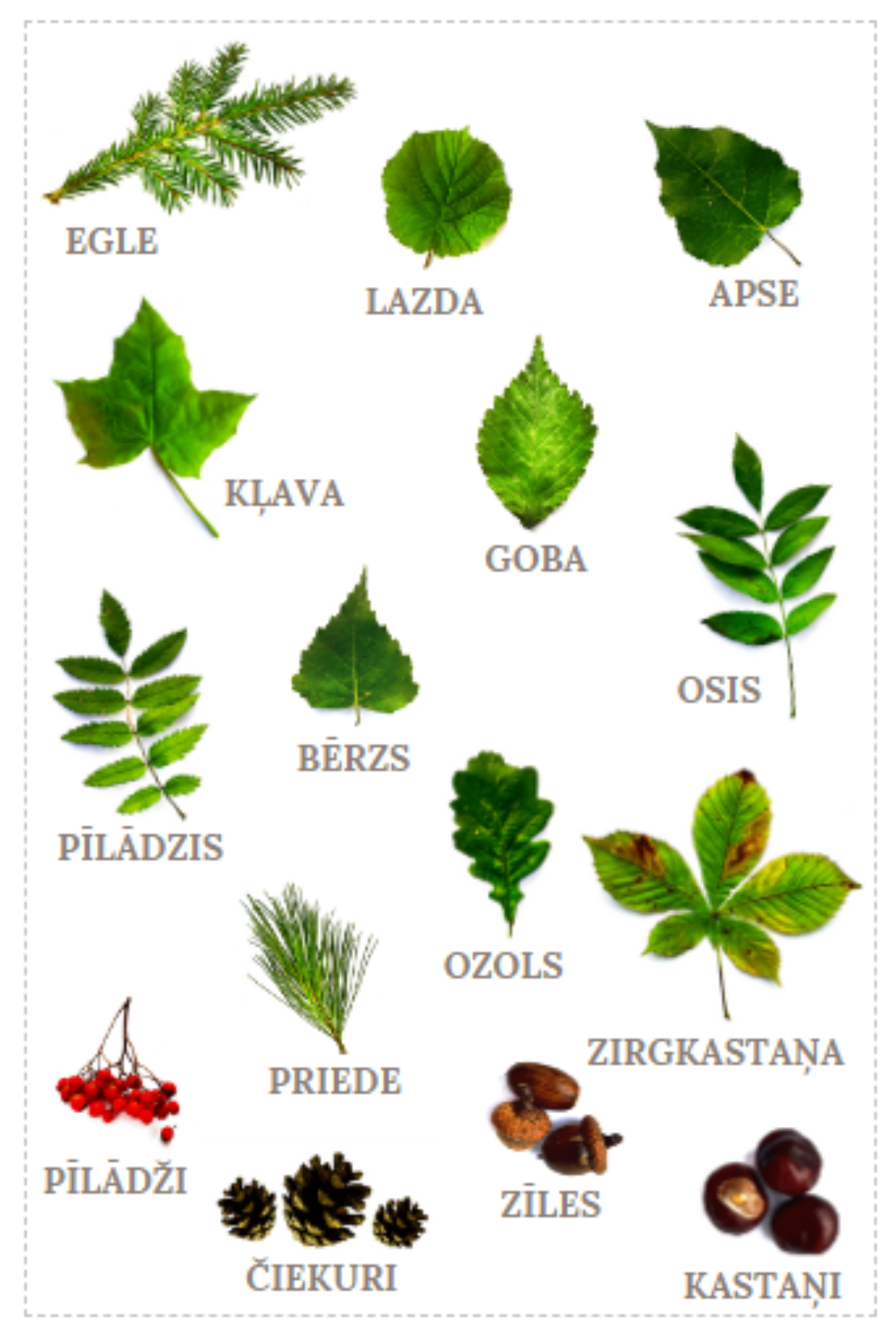 burtu-m-ji-as-kur-ir-saimnieks-koku-lapas-m-c-bu-materi-li