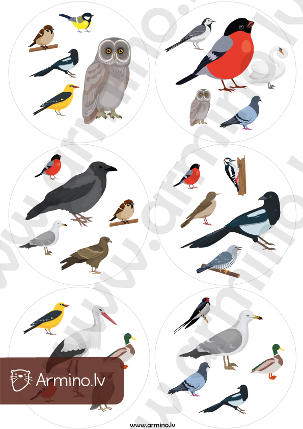Vērības spēle “Putni”, 42 kartītes
