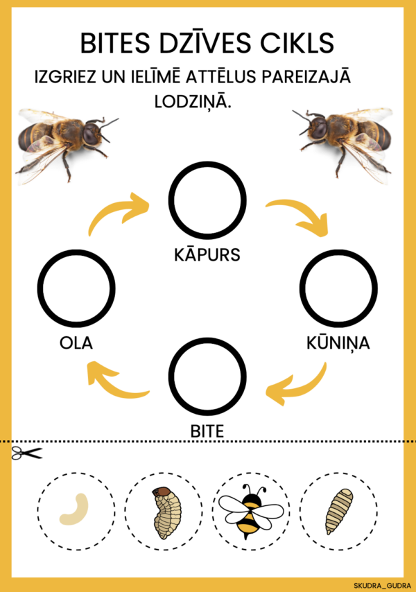 Bites dzīves cikls