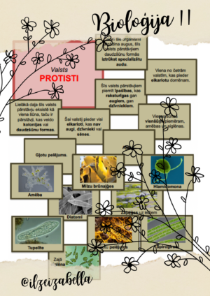 BIOLOĢIJA II – Materiālu komplekts “Organismu daudzveidība”