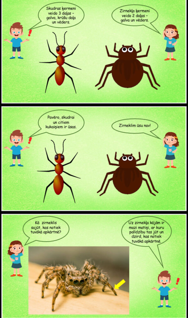 Prezentācija “Kāpēc zirneklis nav kukainis”?