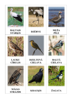 Kādus putnus var sastapt Latvijā?