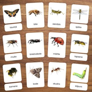 Kukaiņi – rādāmās kartītes