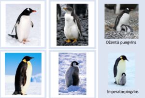 Montesori kartītes Pingvīnu ģimene