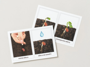 KARTĪTES – PUPA. Pupas dzīves cikls, 2 veidu kartītes