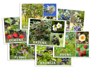 AUGĻU KOKI | OGU KRŪMI | OGULĀJI