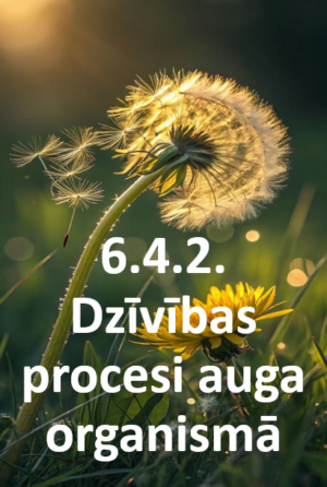 6.4.2. Dzīvības procesi auga organismā
