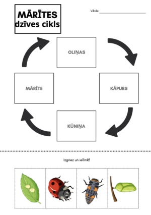 MĀRĪTES DZĪVES CIKLS