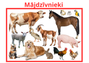 Mājdzīvnieku kartītes