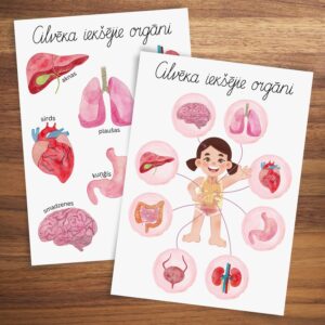 Plakāti “Cilvēka iekšējie orgāni”