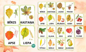 KARTĪTES – KOKI | KOKU LAPAS