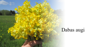 Dabas augi (prezentācija)