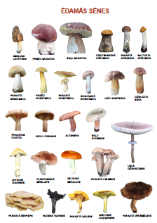 Plakāts “Ēdamās sēnes”