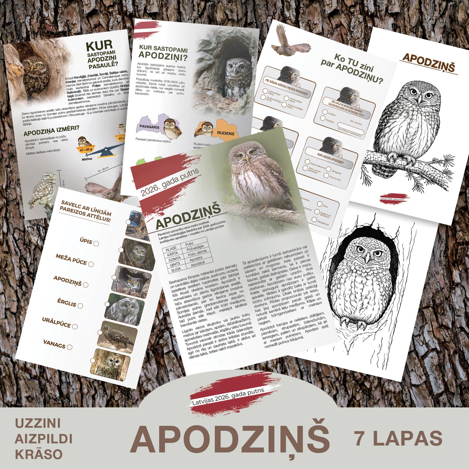 APODZIŅŠ — Latvijas 2026. gada putns – Mācību materiāli