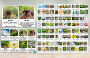 Lasāmkartītes – PAVASARIS | 80 kartītes