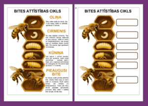 BITES ATTĪSTĪBAS CIKLS