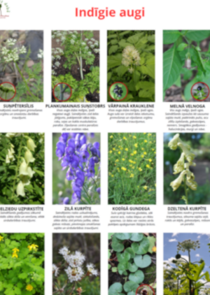 Plakāti “Indīgie augi”