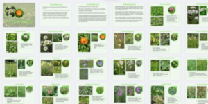 Prezentācija “Ārstniecības augi”