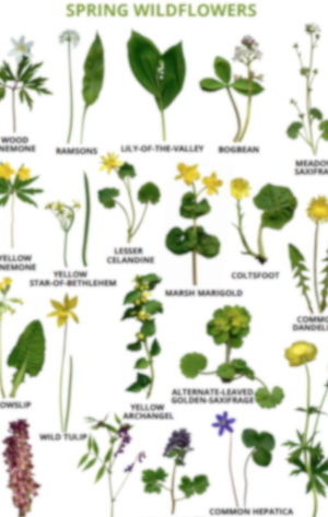Plakāts “SPRING WILDFLOWERS”