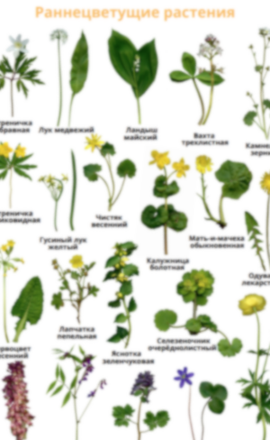 Plakāts “Раннецветущие растения”