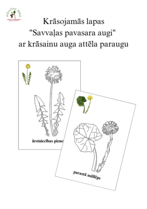 Krāsojamās lapas “Savvaļas pavasara augi” ar krāsainu attēlu