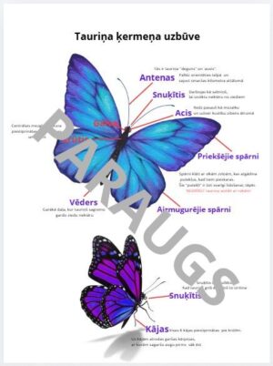 Tauriņa ķermeņa uzbūve