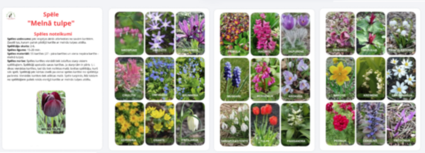 Dekoratīvo pavasara augu spēle “Melnā tulpe” Dekoratīvo pavasara augu spēle “Melnā tulpe”