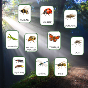 Kukaiņu kartītes.