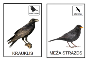 GĀJPUTNI UN NOMETNIEKI