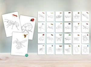 KRĀSOJAMĀS LAPAS: KUKAIŅI