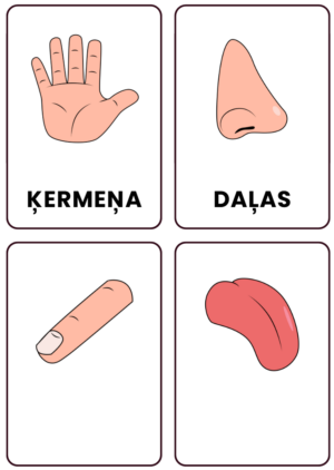 Ķermeņu daļas. 20 kartītes.