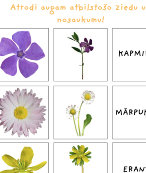 Pavasara augu, ziedu, nosaukumu kartītes