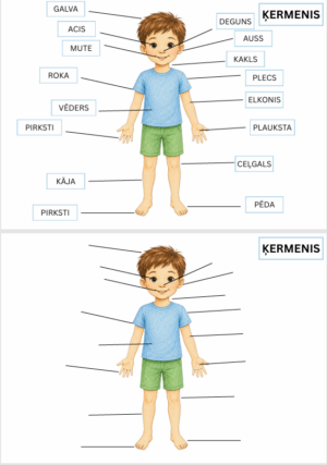 Ķermeņa daļas