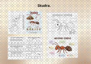 Skudra Skudra