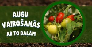 Augu vairošanās ar to daļām