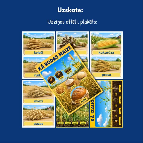 Maize un graudaugi I Komplekts pirmsskolai Maize un graudaugi I Komplekts pirmsskolai