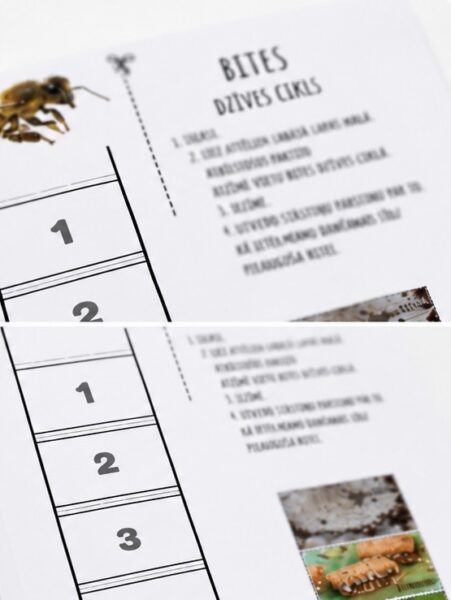 Bites dzīves cikls Bites dzīves cikls
