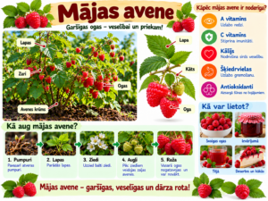 Dārzeņi,mājas un meža ogas.