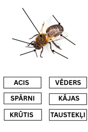 Kukaiņi