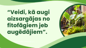 Veidi, kā augi aizsargājas no fitofāgiem jeb augēdājiem