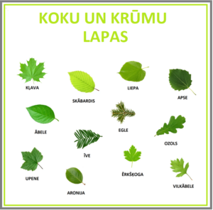 KOKU UN KRŪMU LAPAS